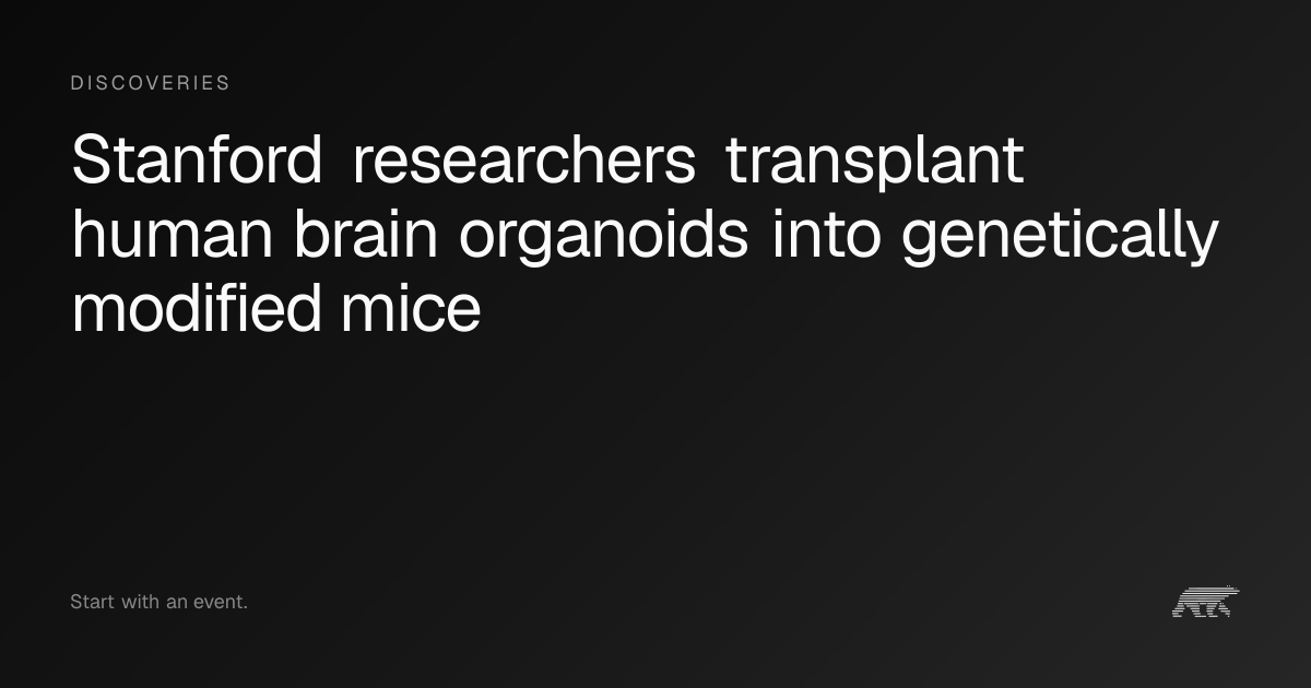 Stanford researchers transplant human brain organoids into genetically ...