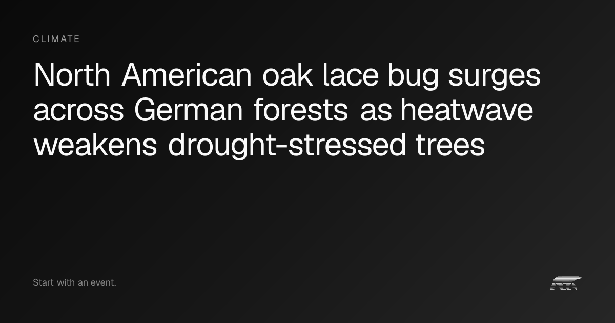 North American oak lace bug surges across German forests as heatwave ...