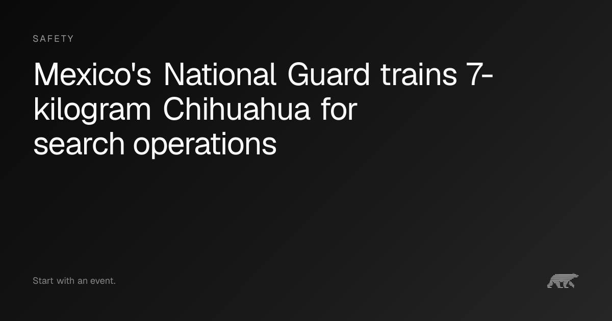 Mexico's National Guard trains 7-kilogram Chihuahua for search ...