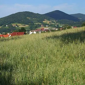 Łososina Górna