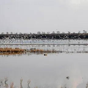 Kalochori
