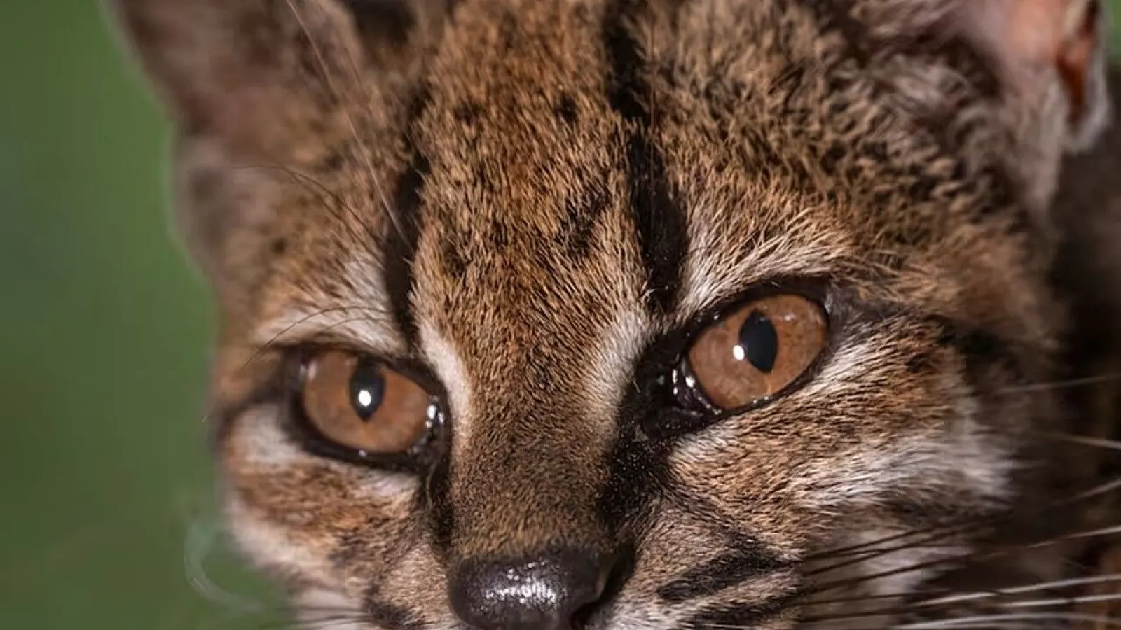 Scientists Identify Leopardus Tilcayo As New Wildcat Species In Bolivia Scientists Identify Leopardus Tilcayo As New Wildcat Species In Bolivia